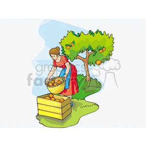 This clipart image depicts a woman in an orchard collecting apples. She is standing next to a wooden crate that is partially filled with apples, and she is holding a basket also containing apples. There is an apple tree beside her with several apples visible on its branches, suggesting that she is in the process of harvesting the fruit from the trees in the orchard.