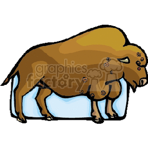 Large buffalo