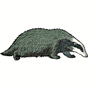 Black and White Badger