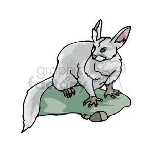 This image is of a gray chinchilla in a seated position. It has the common large ears, and fluffy tail 