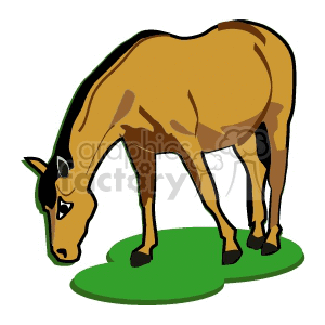 Brown Horse Image - Grazing Horse
