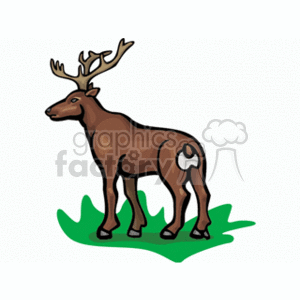 Brown Siberian Stag