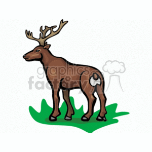 The clipart image shows a stylized depiction of a Siberian stag, also known as a Siberian red deer or maral. It is a type of deer that is native to Asia and is known for its impressive antlers, which can reach up to 1.5 meters (5 feet) in length. The image shows the deer with its head held high, facing towards the left-hand side of the image. It has grass underneath it
