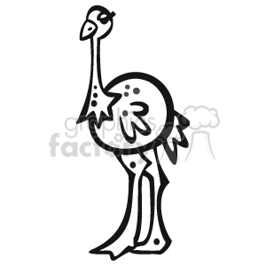 Black and white ostrich 