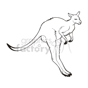 Line art of realistic kangaroo