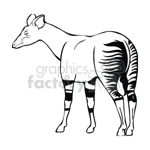 This line art drawing shows an okapi. It looks like a cross between a horse and a zebra, found in rainforests