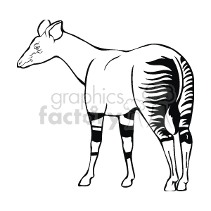 Line art drawing on okapi