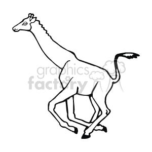 Giraffe running black and white line