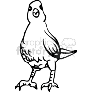 A black and white clipart illustration of a bird standing upright, looking forward, with detailed feathers and a tail.