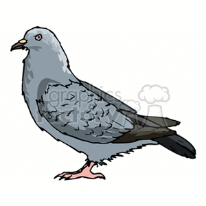 A detailed clipart illustration of a gray pigeon standing upright with a pink beak and feet.