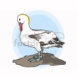 This clipart image depicts a seabird standing on a rock. The bird has white feathers with black markings and a colorful beak. The background consists of a light blue oval shape.