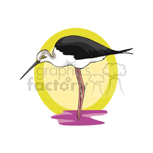 Clipart image of a black and white stilt bird with long legs standing in shallow water, set against a yellow circular background.