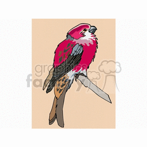 Clipart image of a colorful bird with predominantly pink and red feathers, perched on a branch.