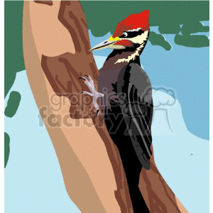 Pileated woodpecker