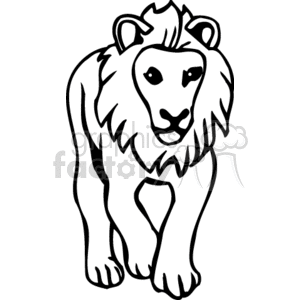 Black and white male lion on walking on all fours