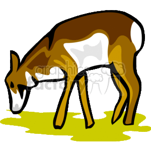 Baby antelope calf grazing on grass