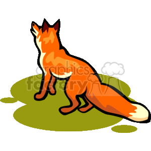 Fox looking into the sky