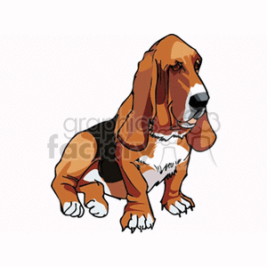 Black brown and white basset hound