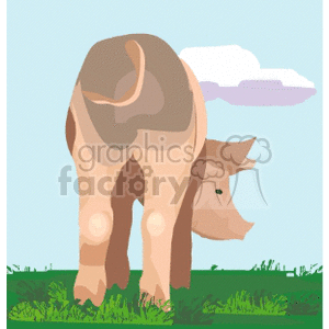 Brown Pig on Farm Landscape