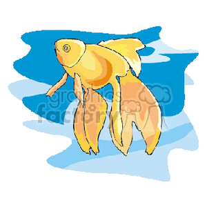 yellow Betta fish