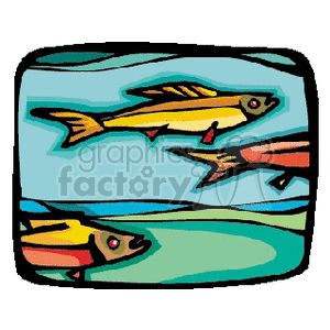 Colorful Salmon Fish
