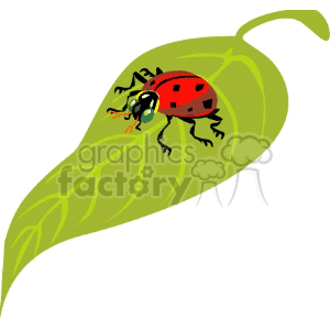 Ladybug on Green Leaf