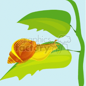 Cartoon Orange Snail on Leaf