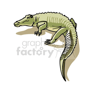 alligator10