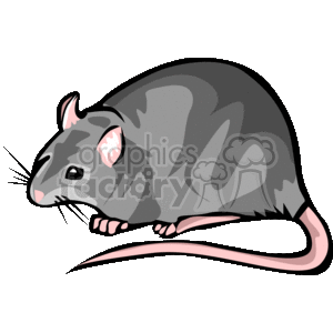 Rat sideways view