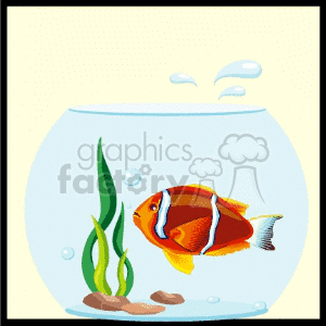 Pretty Orange Fish is a Fish Bowl