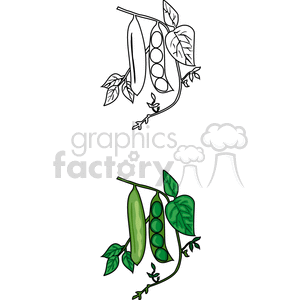 A clipart image showing two illustrations of pea plants. The top illustration is a black and white line drawing, while the bottom illustration is a colored version, featuring green pea pods and leaves.