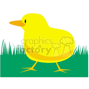 Fat yellow baby chick