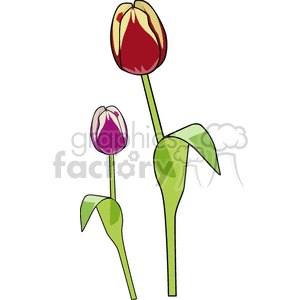 Tulip Flower