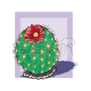 The clipart image depicts a stylized Parodia scintillans (also known as Notocactus scintillans or Parodia cintiensis) cactus with green spherical body covered in yellow spikes, at the top of which is a single, large, red flower with a yellow center. The cactus appears to be sitting on a small pile of pale stones, and there's a light purple frame in the background. A shadow is cast to the right of the plant.