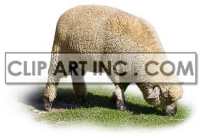 In this image, a white sheep is grazing on a sunny day, standing on top of a patch of bright green grass. Its wool is white and fluffy, and its legs are thin and delicate.