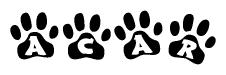 The image shows a series of animal paw prints arranged in a horizontal line. Each paw print contains a letter, and together they spell out the word Acar.