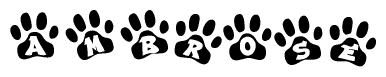 The image shows a series of animal paw prints arranged horizontally. Within each paw print, there's a letter; together they spell Ambrose