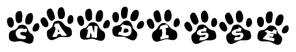 The image shows a series of animal paw prints arranged in a horizontal line. Each paw print contains a letter, and together they spell out the word Candisse.