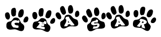 The image shows a row of animal paw prints, each containing a letter. The letters spell out the word Ceasar within the paw prints.
