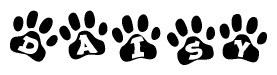 The image shows a series of animal paw prints arranged horizontally. Within each paw print, there's a letter; together they spell Daisy