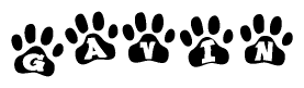 The image shows a series of animal paw prints arranged in a horizontal line. Each paw print contains a letter, and together they spell out the word Gavin.