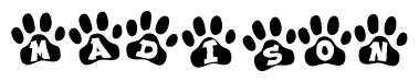 The image shows a series of animal paw prints arranged in a horizontal line. Each paw print contains a letter, and together they spell out the word Madison.