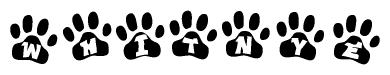 The image shows a series of animal paw prints arranged in a horizontal line. Each paw print contains a letter, and together they spell out the word Whitnye.