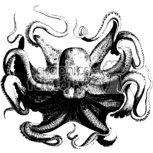 A black and white detailed vintage-style illustration of an octopus with its tentacles spread out.