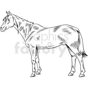 A black and white line drawing of a horse standing upright with detailed shading on its body.