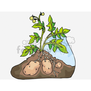 Potato plant with potatoes growing under soil