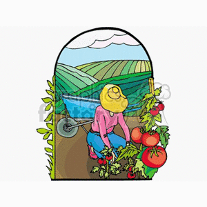 This clipart image depicts a stylized illustration of a woman working in a garden or farm setting. She is tending to tomato plants with ripe tomatoes on them. In the background, we see more green fields and a blue sky with clouds. There is also a wheelbarrow nearby. The image is framed by plants or leaves around the border, adding to the agricultural theme.