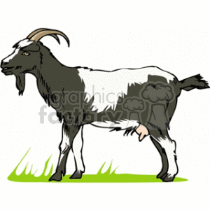 Black and White Dairy Goat