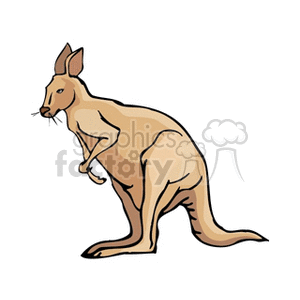 Kangaroo - Illustration of a Jumping Australian Kangaroo