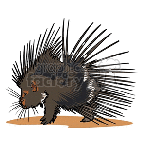 Brown Porcupine